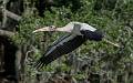 Wood Storks-16